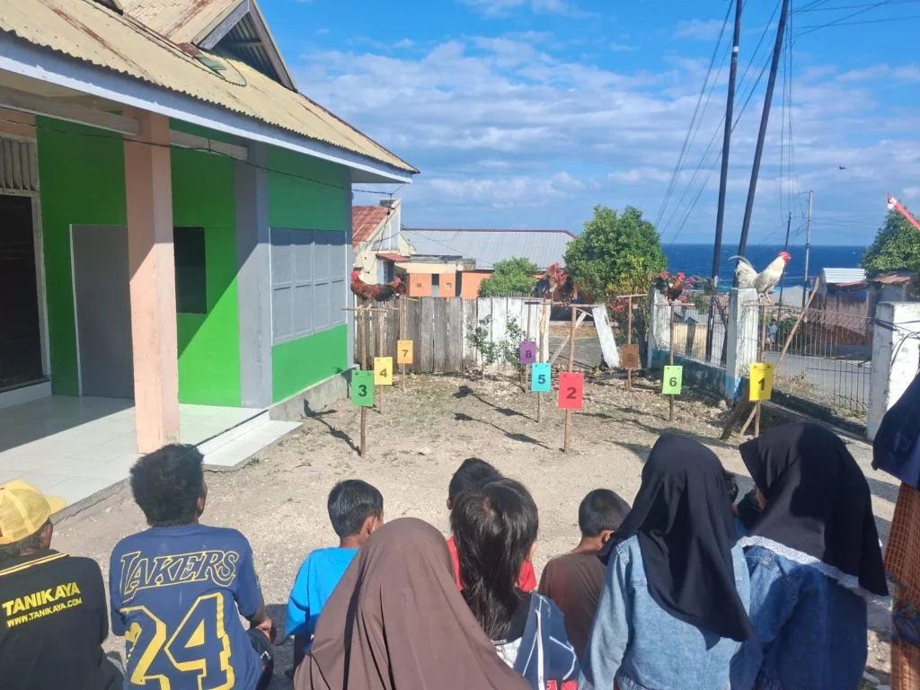Unik! Sambut HUT ke-81 RI, Warga Bumi Beringin Adu Merdu Kokok Ayam